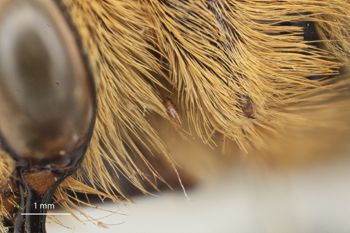 Media type: image;   Entomology 816434 Aspect: Head pronotum lateral